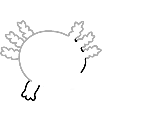 axolotl step_5 axolotl step_5