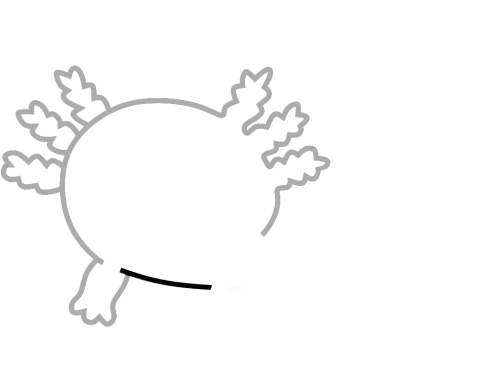 axolotl step_6 axolotl step_6
